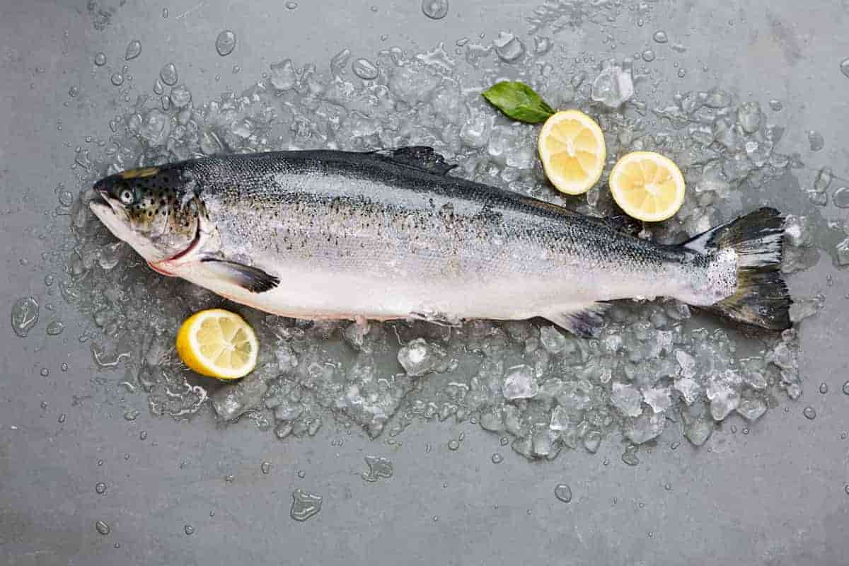 خرید ماهی سالمون جنوب + قیمت فروش استثنایی